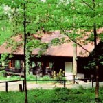 Haselstaude